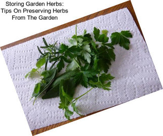 Storing Garden Herbs: Tips On Preserving Herbs From The Garden