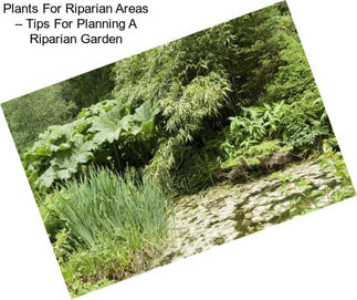 Plants For Riparian Areas – Tips For Planning A Riparian Garden