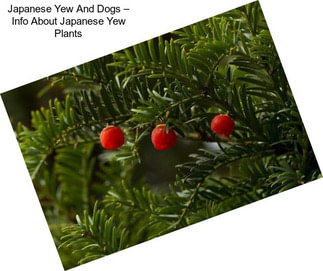 Japanese Yew And Dogs – Info About Japanese Yew Plants