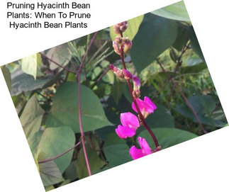 Pruning Hyacinth Bean Plants: When To Prune Hyacinth Bean Plants