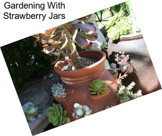 Gardening With Strawberry Jars