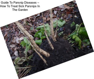 Guide To Parsnip Diseases – How To Treat Sick Parsnips In The Garden