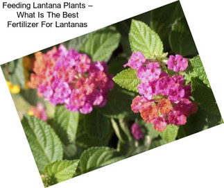 Feeding Lantana Plants – What Is The Best Fertilizer For Lantanas