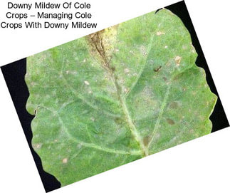 Downy Mildew Of Cole Crops – Managing Cole Crops With Downy Mildew