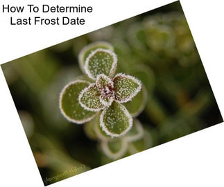 How To Determine Last Frost Date