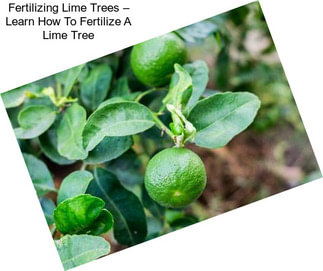Fertilizing Lime Trees – Learn How To Fertilize A Lime Tree