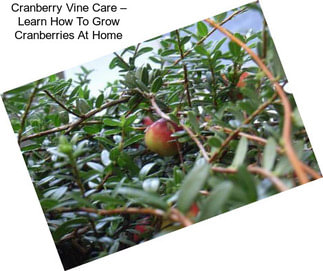 Cranberry Vine Care – Learn How To Grow Cranberries At Home