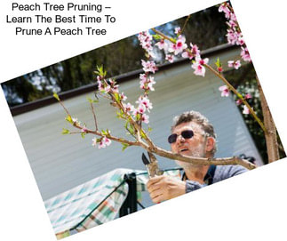 Peach Tree Pruning – Learn The Best Time To Prune A Peach Tree