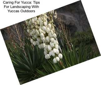 Caring For Yucca: Tips For Landscaping With Yuccas Outdoors