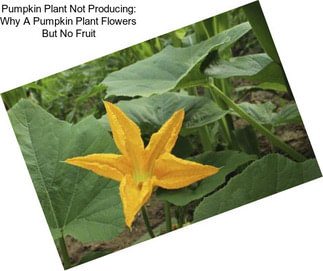 Pumpkin Plant Not Producing: Why A Pumpkin Plant Flowers But No Fruit