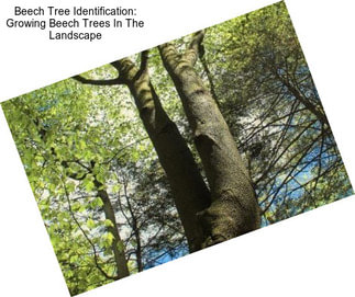 Beech Tree Identification: Growing Beech Trees In The Landscape