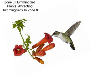 Zone 8 Hummingbird Plants: Attracting Hummingbirds In Zone 8