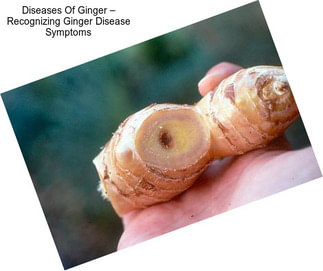 Diseases Of Ginger – Recognizing Ginger Disease Symptoms