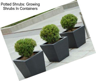 Potted Shrubs: Growing Shrubs In Containers
