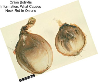 Onion Botrytis Information: What Causes Neck Rot In Onions