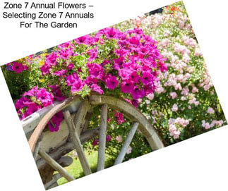 Zone 7 Annual Flowers – Selecting Zone 7 Annuals For The Garden