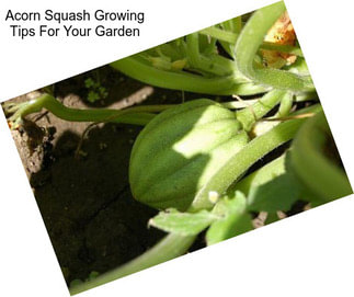 Acorn Squash Growing Tips For Your Garden