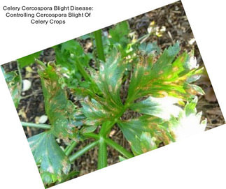 Celery Cercospora Blight Disease: Controlling Cercospora Blight Of Celery Crops