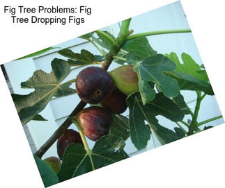 Fig Tree Problems: Fig Tree Dropping Figs