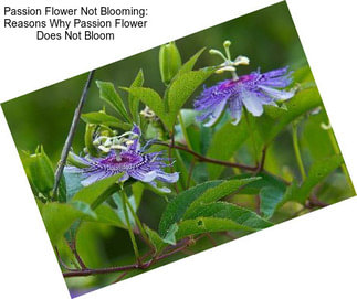 Passion Flower Not Blooming: Reasons Why Passion Flower Does Not Bloom