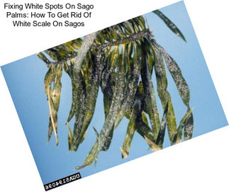 Fixing White Spots On Sago Palms: How To Get Rid Of White Scale On Sagos
