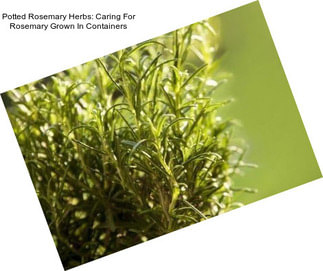 Potted Rosemary Herbs: Caring For Rosemary Grown In Containers