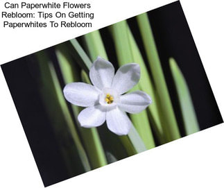 Can Paperwhite Flowers Rebloom: Tips On Getting Paperwhites To Rebloom