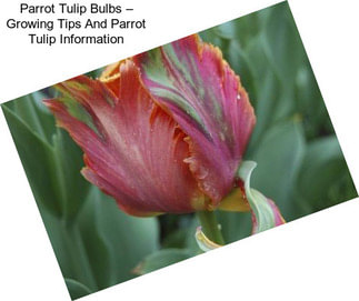 Parrot Tulip Bulbs – Growing Tips And Parrot Tulip Information