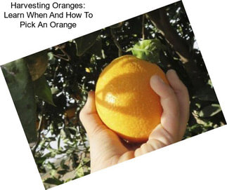 Harvesting Oranges: Learn When And How To Pick An Orange