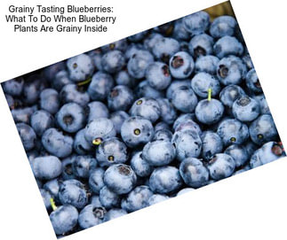 Grainy Tasting Blueberries: What To Do When Blueberry Plants Are Grainy Inside