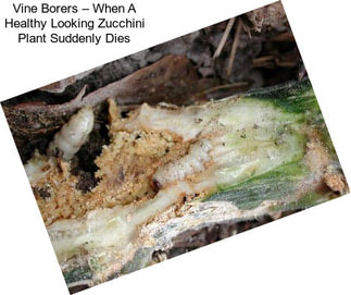 Vine Borers – When A Healthy Looking Zucchini Plant Suddenly Dies