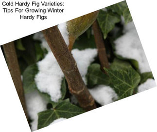 Cold Hardy Fig Varieties: Tips For Growing Winter Hardy Figs