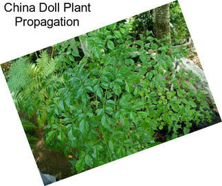 China Doll Plant Propagation