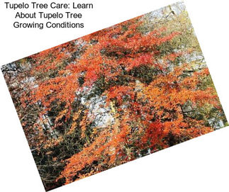 Tupelo Tree Care: Learn About Tupelo Tree Growing Conditions