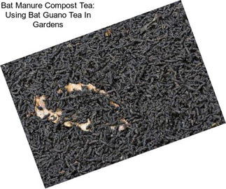 Bat Manure Compost Tea: Using Bat Guano Tea In Gardens