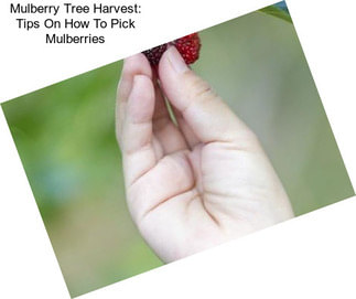 Mulberry Tree Harvest: Tips On How To Pick Mulberries