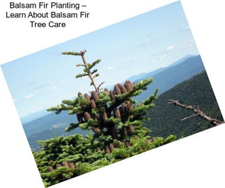 Balsam Fir Planting – Learn About Balsam Fir Tree Care