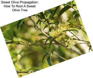 Sweet Olive Propagation: How To Root A Sweet Olive Tree