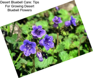 Desert Bluebell Care: Tips For Growing Desert Bluebell Flowers