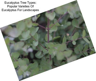 Eucalyptus Tree Types: Popular Varieties Of Eucalyptus For Landscapes