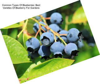 Common Types Of Blueberries: Best Varieties Of Blueberry For Gardens