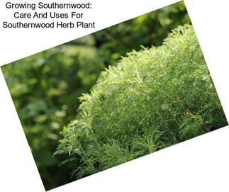 Growing Southernwood: Care And Uses For Southernwood Herb Plant