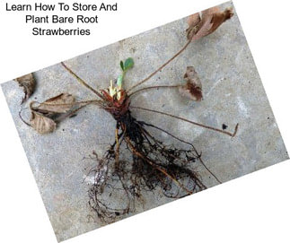 Learn How To Store And Plant Bare Root Strawberries