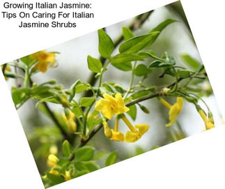 Growing Italian Jasmine: Tips On Caring For Italian Jasmine Shrubs