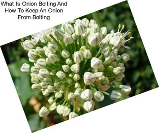 What Is Onion Bolting And How To Keep An Onion From Bolting