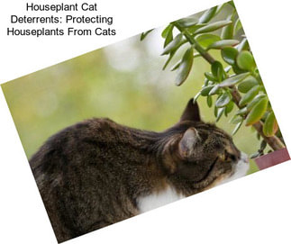 Houseplant Cat Deterrents: Protecting Houseplants From Cats