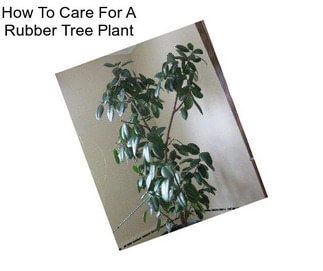 How To Care For A Rubber Tree Plant