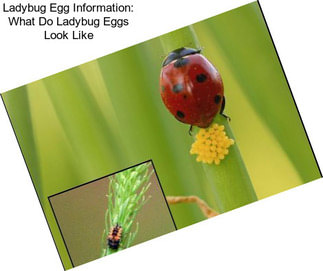 Ladybug Egg Information: What Do Ladybug Eggs Look Like