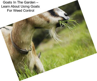 Goats In The Garden – Learn About Using Goats For Weed Control