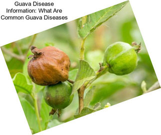 Guava Disease Information: What Are Common Guava Diseases